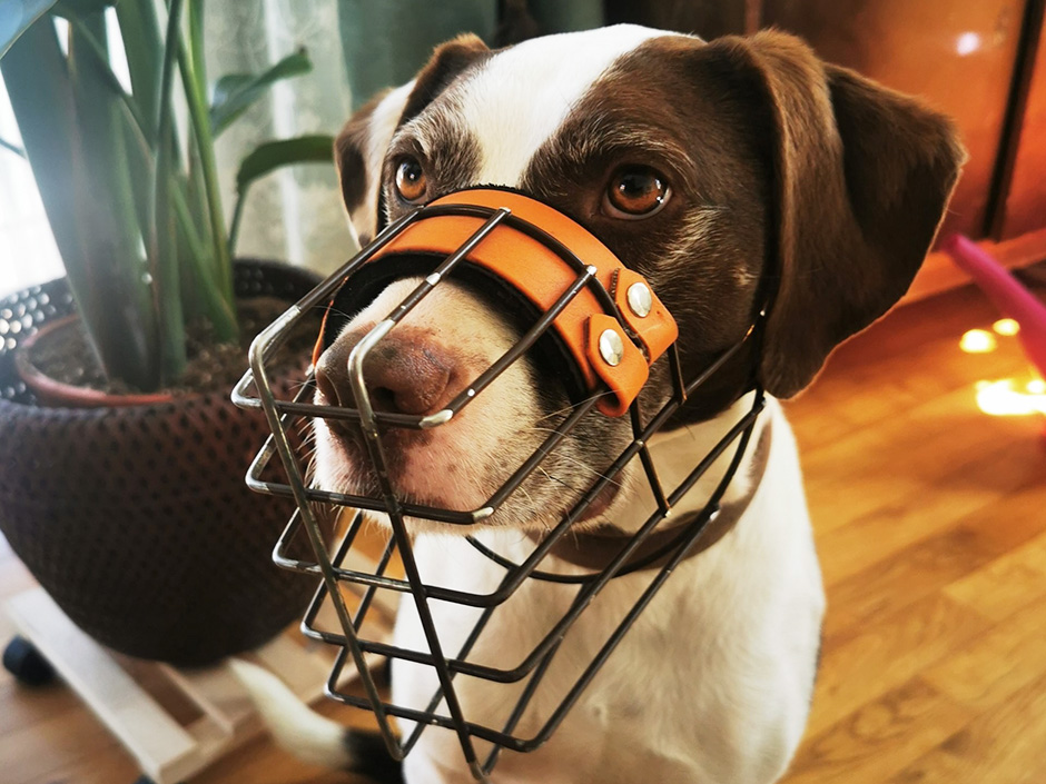 Ein Hund mit braun-weißem Fell trägt einen passgerechten Maulkorb.