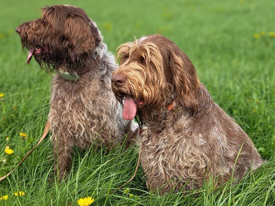 Zwei Hunde mit braun-welligem Fell sitzen auf einer Wiese nebeneinander.