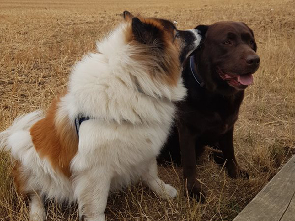Ein Hund mit weiß-braunem Fell und ein Hund mit braunem Fell sitzen auf einem Feld nebeneinander.