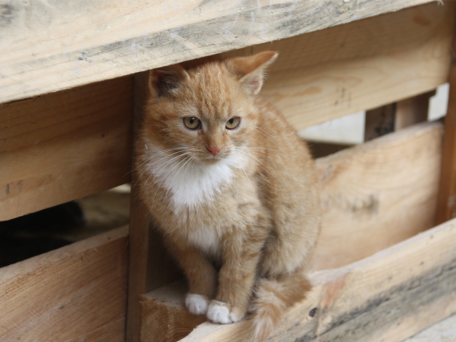 Das Elend der Streunerkatzen ist auch in Deutschland groß.