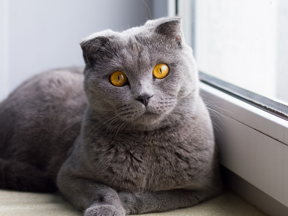 Graue Katze mit abgeknickten Ohren.