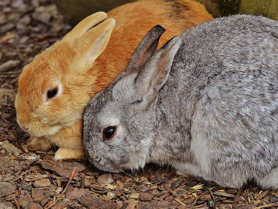 Zwei Kaninchen sitzen nebeneinander. Alexa/Pixabay