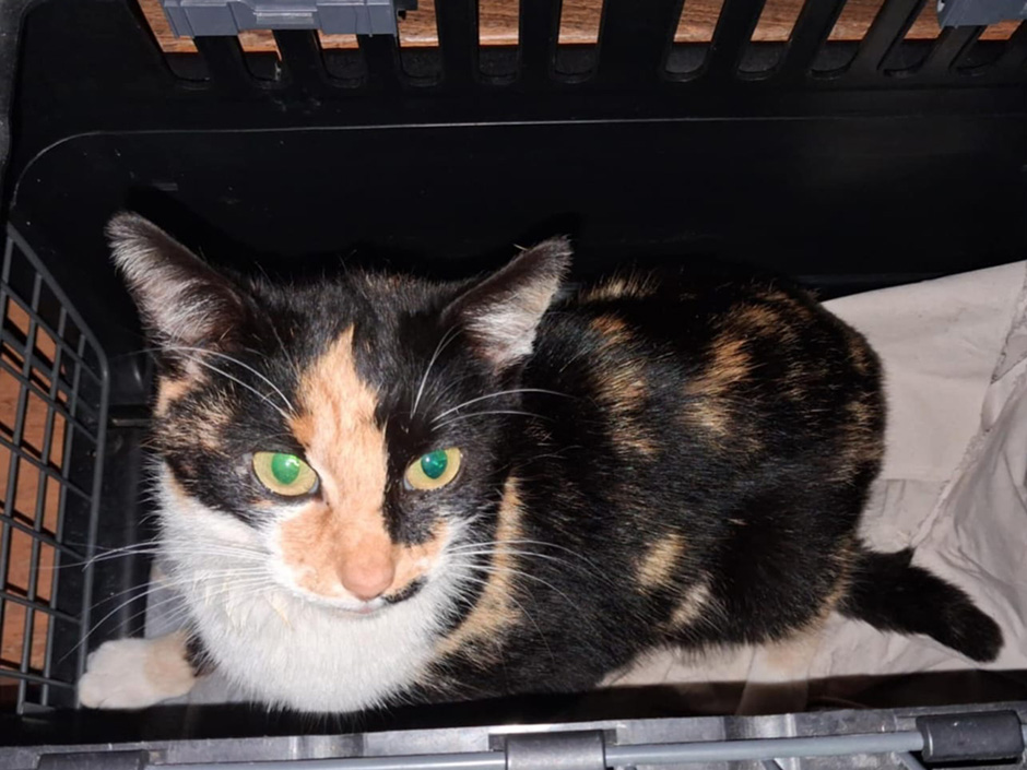Eine braun-schwarz gestreifte Katze liegt in einer Transportbox für Katzen.