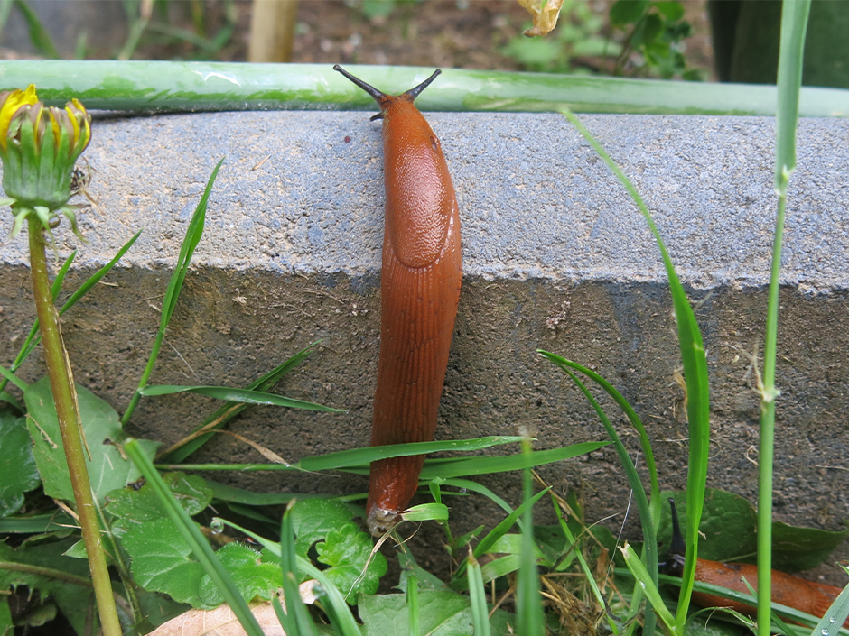 Eine Nacktschnecke.