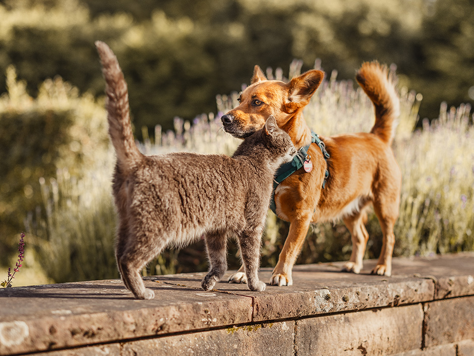 Hund und Katze auf einer Mauer.