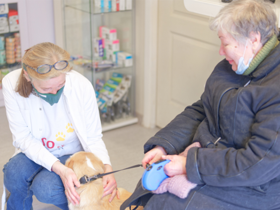 Ein beiger Hund wird vor der Kastration kennengelernt.