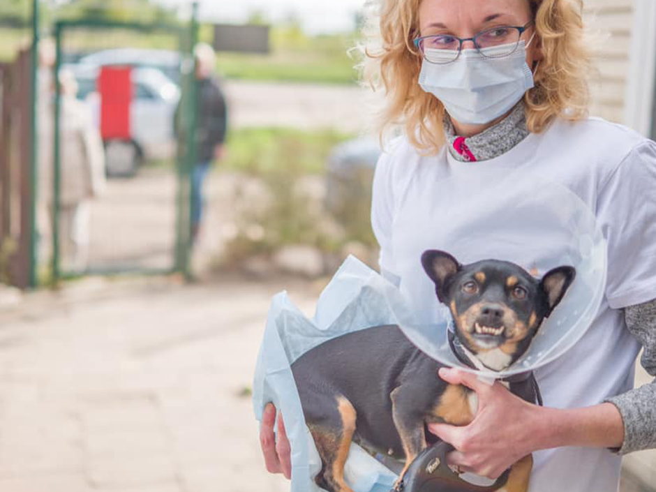 Ein kastrierter Hund wird in den Händen gehalten.