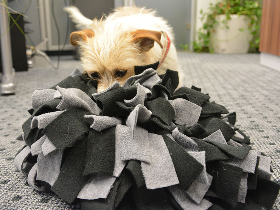 Hund spielt mit Schnüffelteppich.