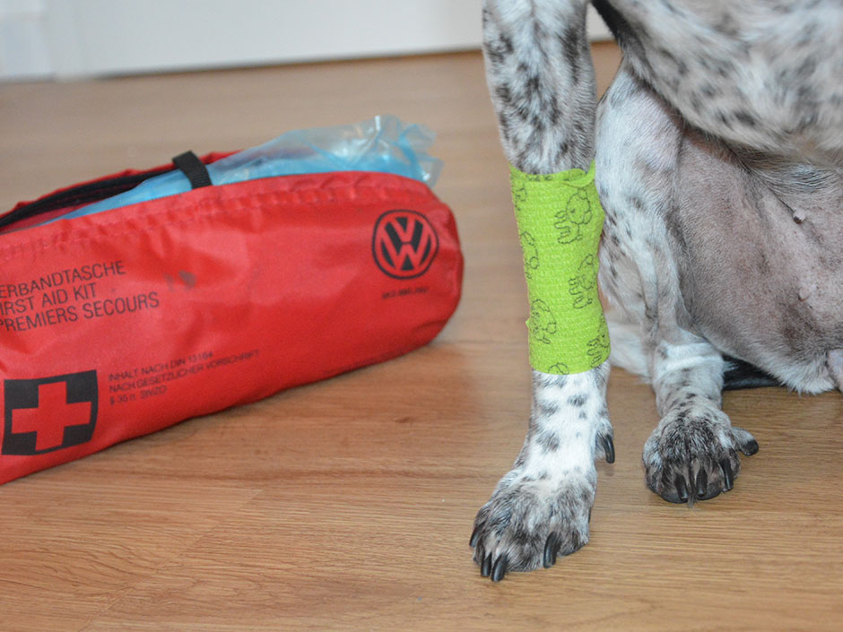 Hund mit Verband.
