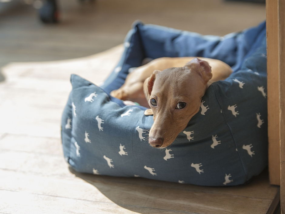 Ein trauriger Hund liegt in einem Hundebett.