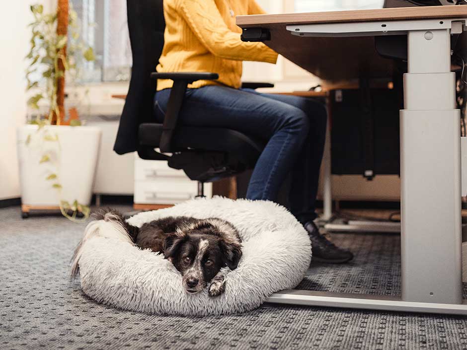 Ein Hund im Büro.