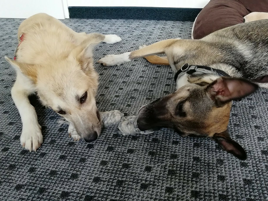 Zwei Hunde spielen auf dem Büroboden mit einem Spielzeug.