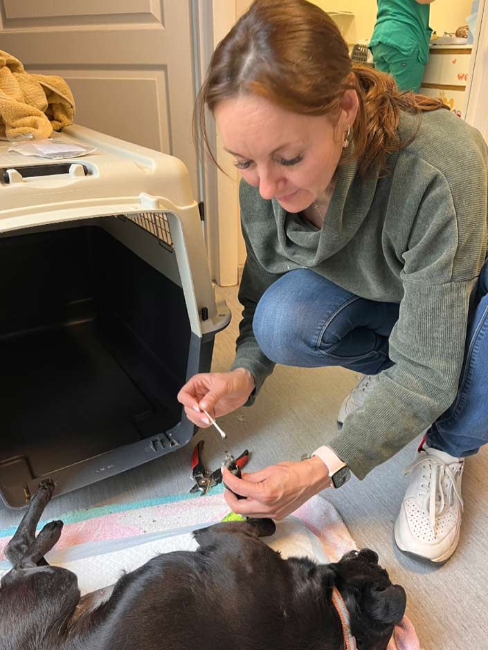 Ein Hund wird in Narkose gesetzt.