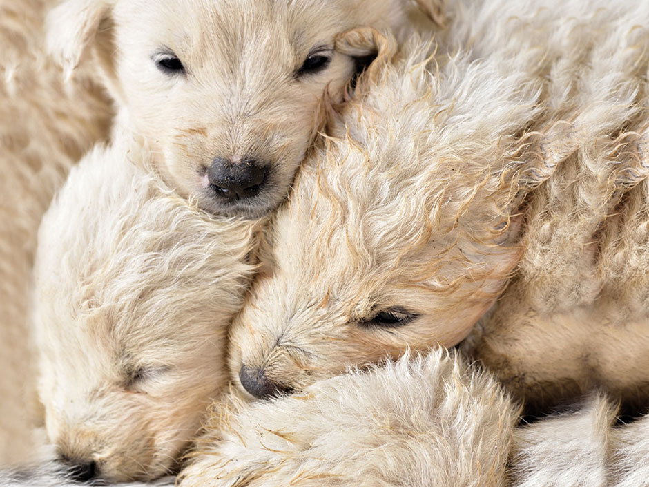 Drei kleine Welpen kuscheln miteinander.