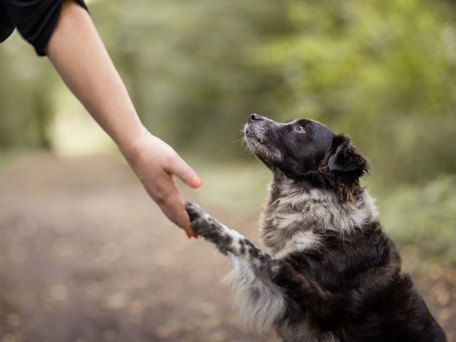Ein Hund legt seine Pfote auf die Hand eines Menschen.