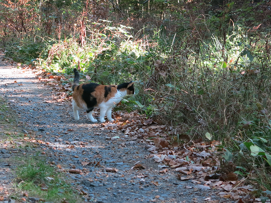 Eine freilebende Katze.