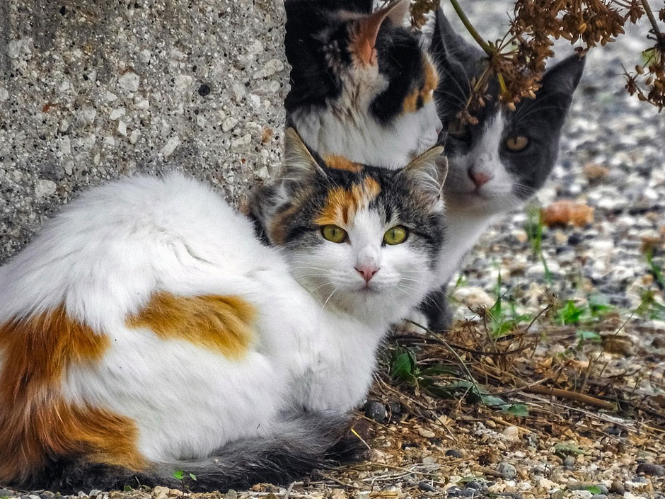 Streunerkatzen