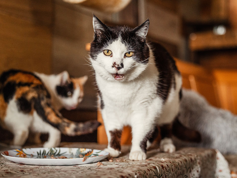 Streunerkatzen