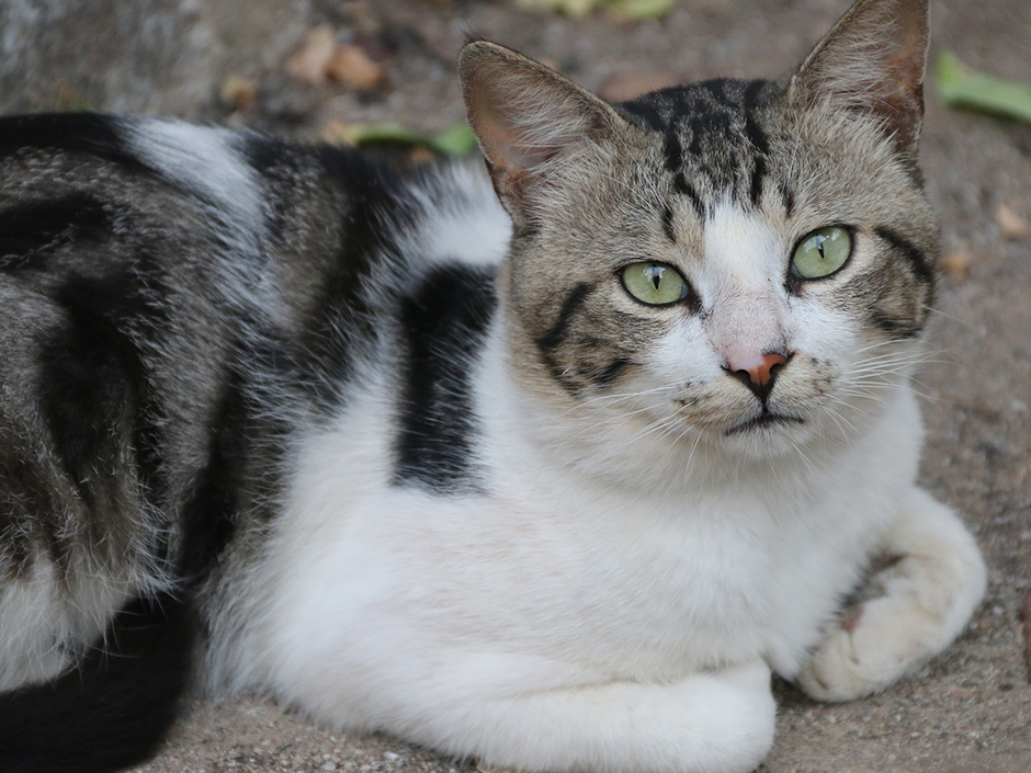 Eine Katze liegt auf der Straße