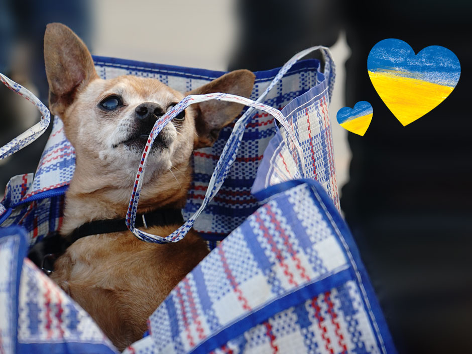 Hund sitzt in einer Einkaufstasche. © Save the dogs