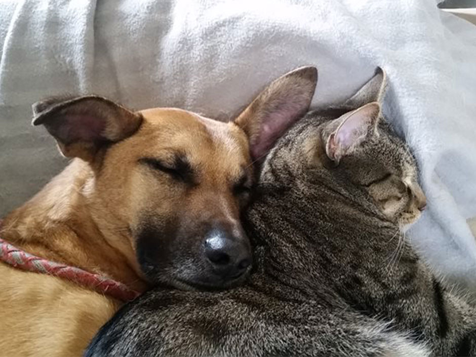 Hund und Katze schlafen.