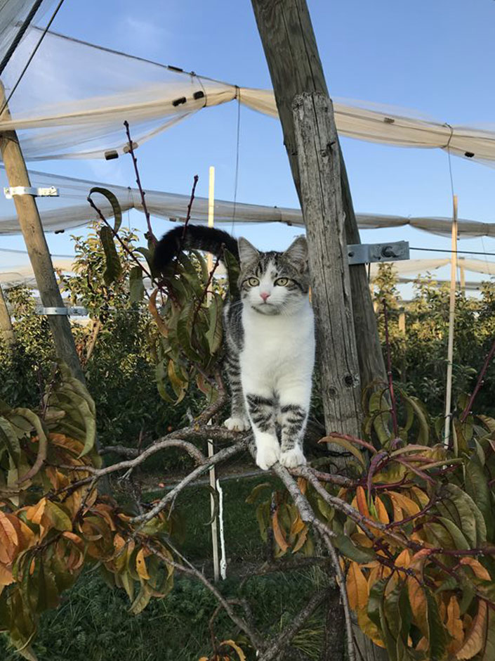 Katze klettert auf einem Zaun.