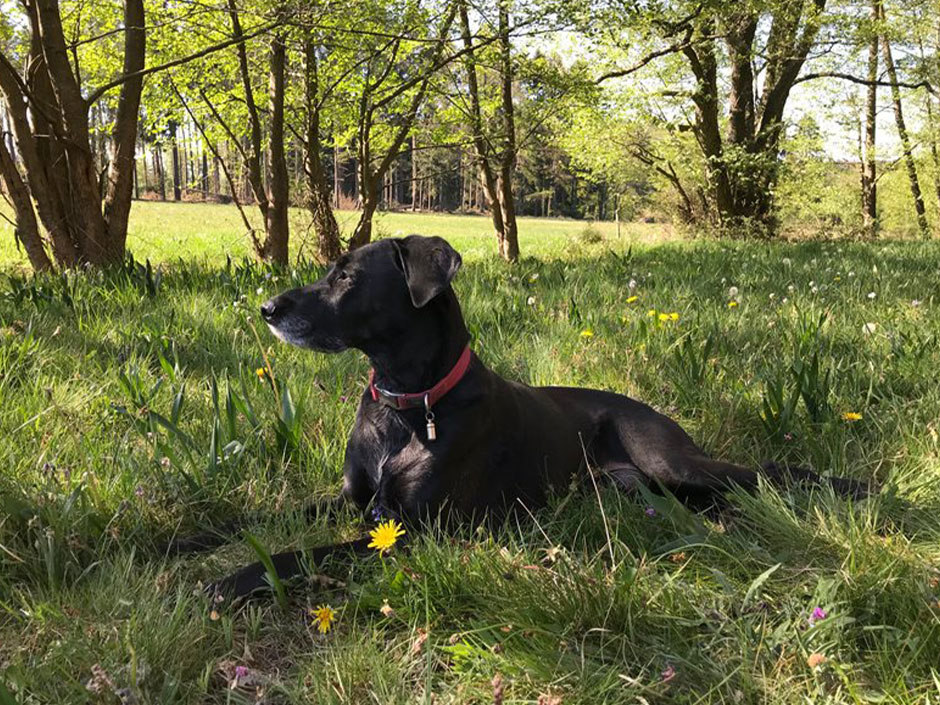 Ein schwarzer Hund auf einer Wiese.