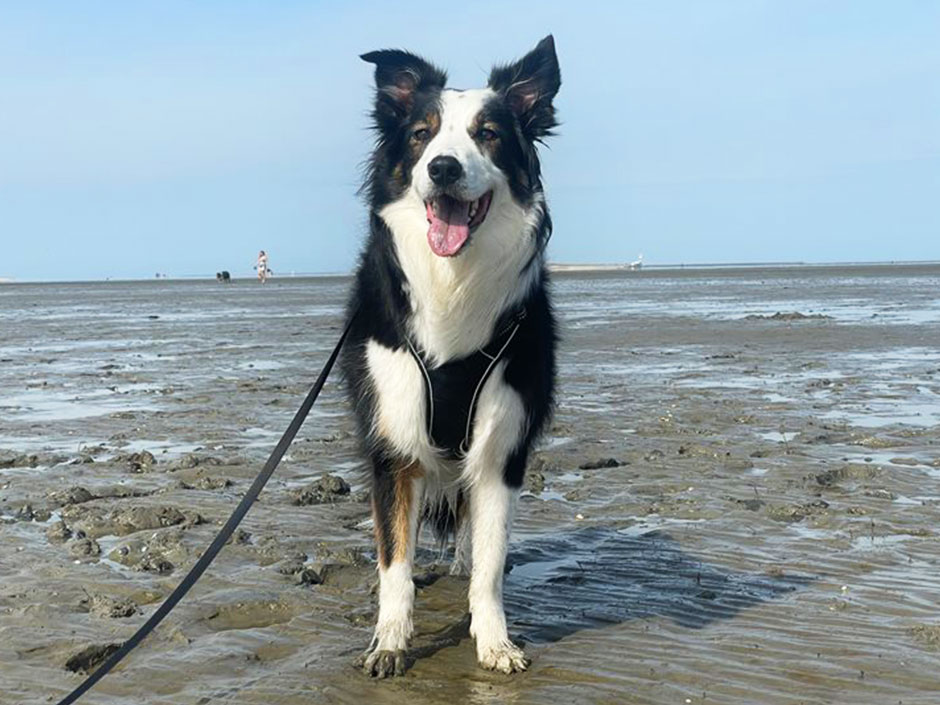 Ein Mischling steht im Wattenmeer.