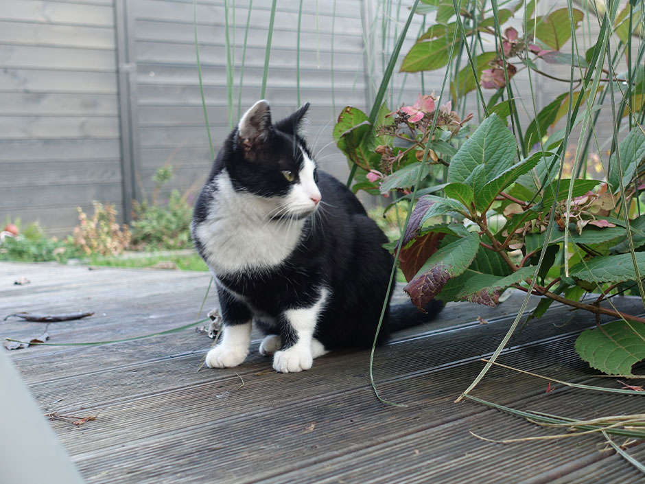 Katze sitzt im Garten.