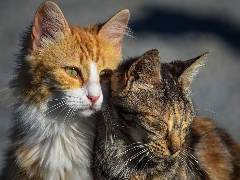 Ein rote und getigerte Katze schmusen draußen. © dimitrisvetsikas1969/Pixabay