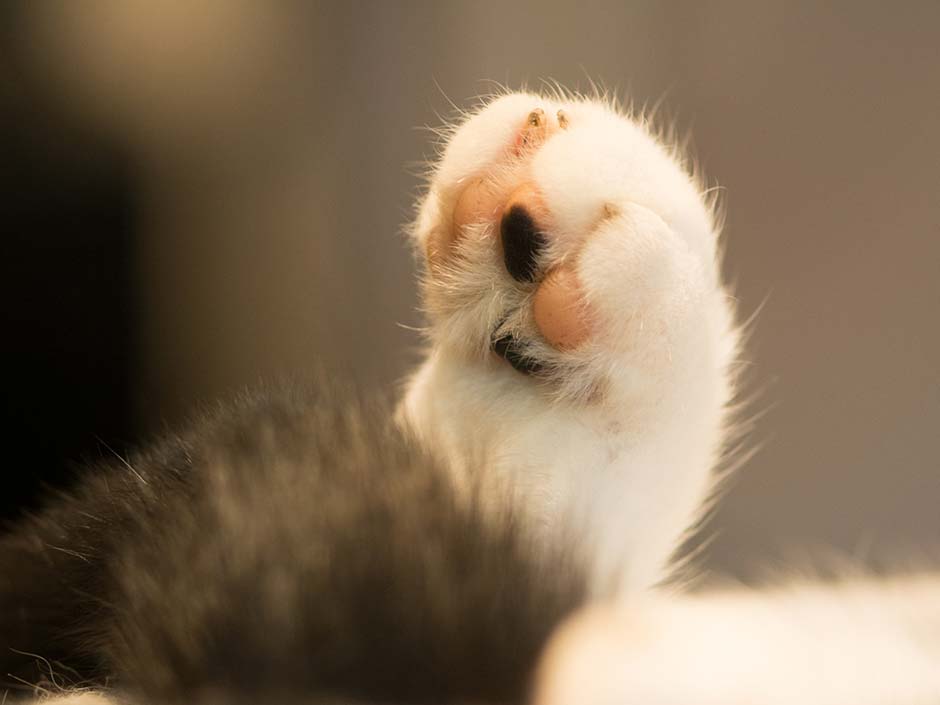 Pfote einer Katze die schläft.