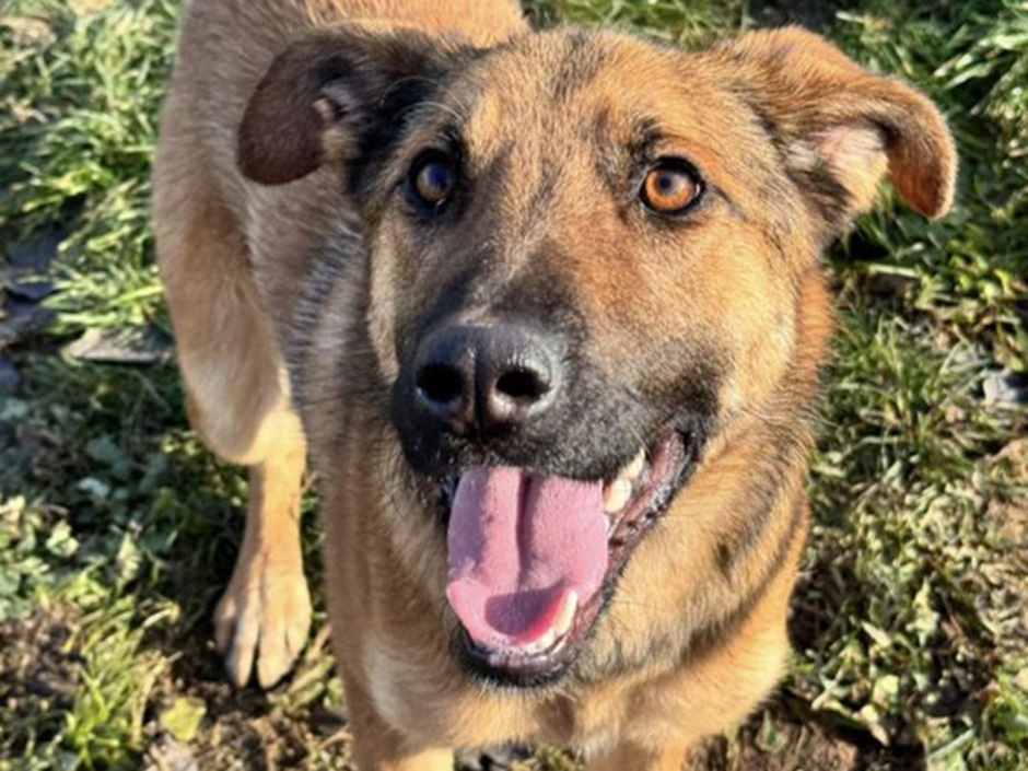 Ein Hund mit hellbraunem Fell schaut nach oben mit ausgestreckter Zunge.