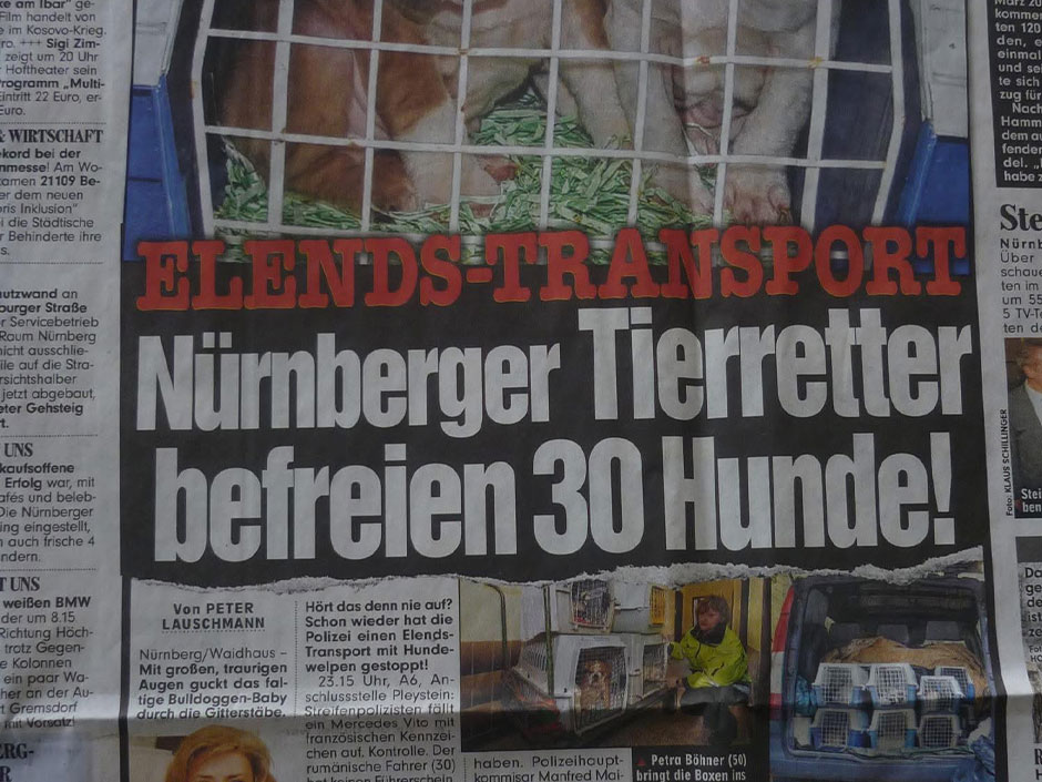 Ein Zeitungsartikel über den illegalen Welpenhandel.