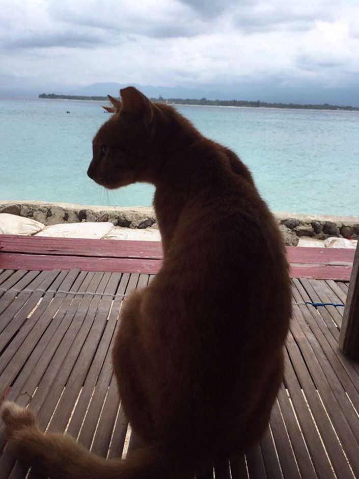 Katze sitzt am Meer.
