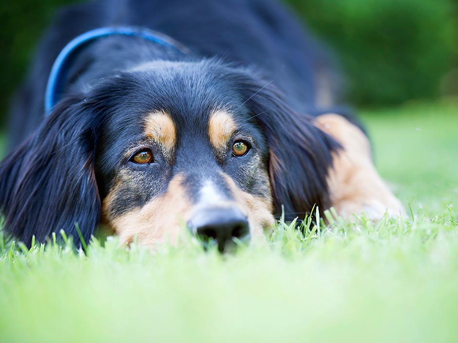 Hund liegt entspannt auf der Wiese im Garten.