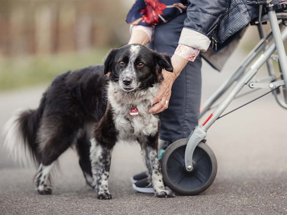 Seniorin mit Rollator streichelt draußen einen Hund.