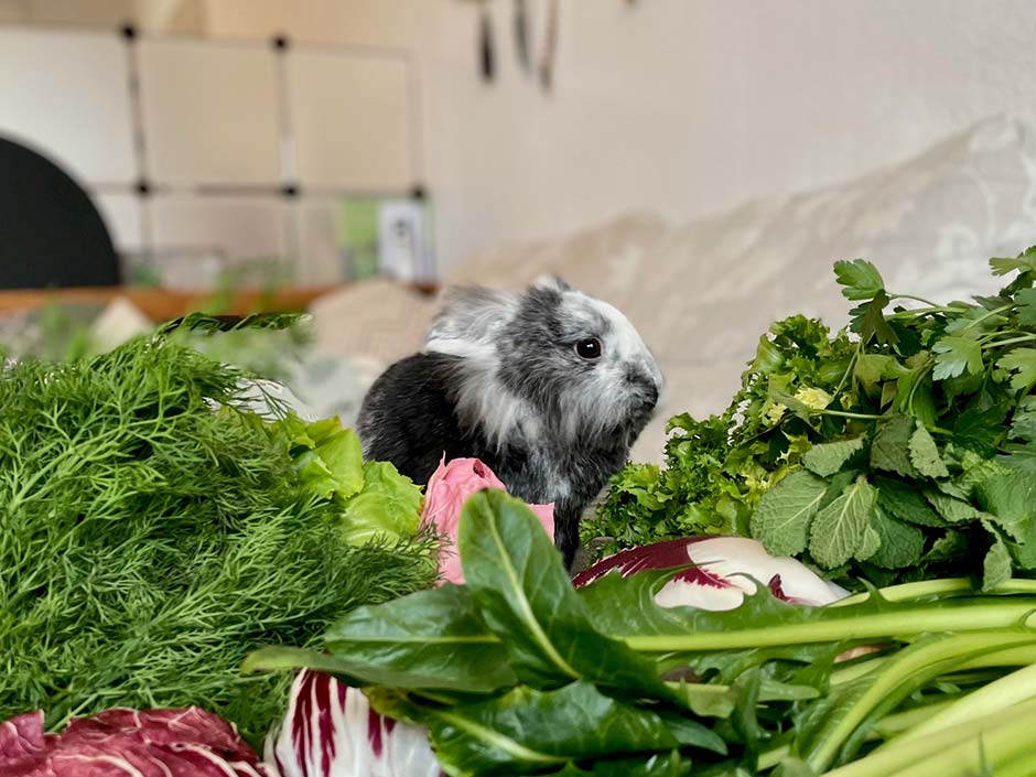 Kaninchen in mitten von frischem Gemüse und Kräuter. © Svenja Zoe Rakel