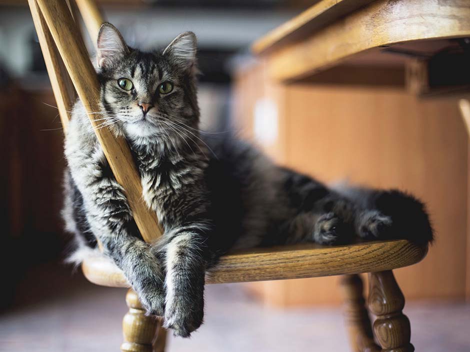 Graue getigerte Katze sitzt auf einem Stuhl. © Kari Shea/Pixabay