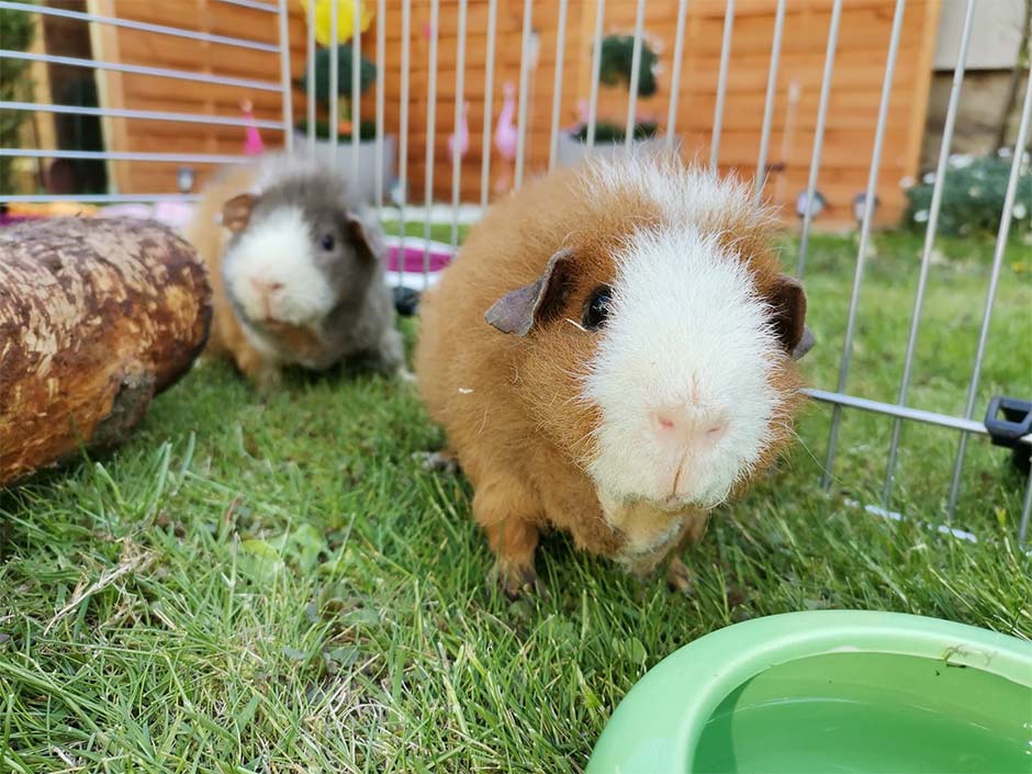 Zwei Meerschweinchen aus dem Tierschutz. © Laura Kroker