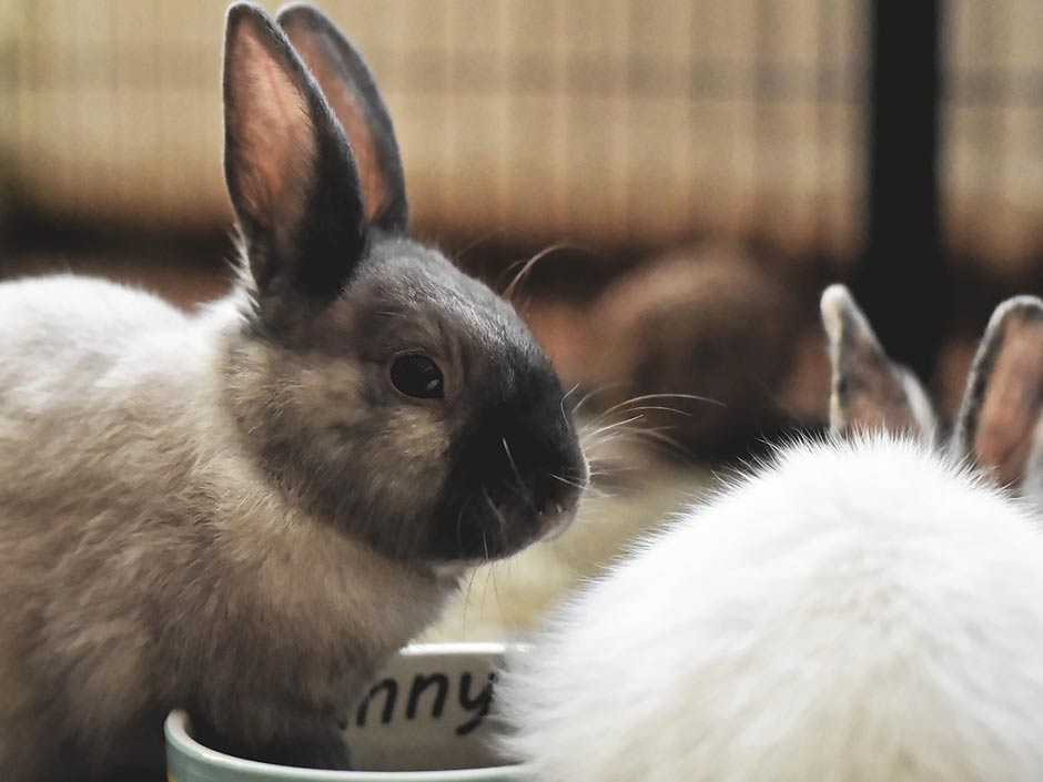 Auch bei der Wohnungshaltung gibt es Gefahren für Kaninchen.