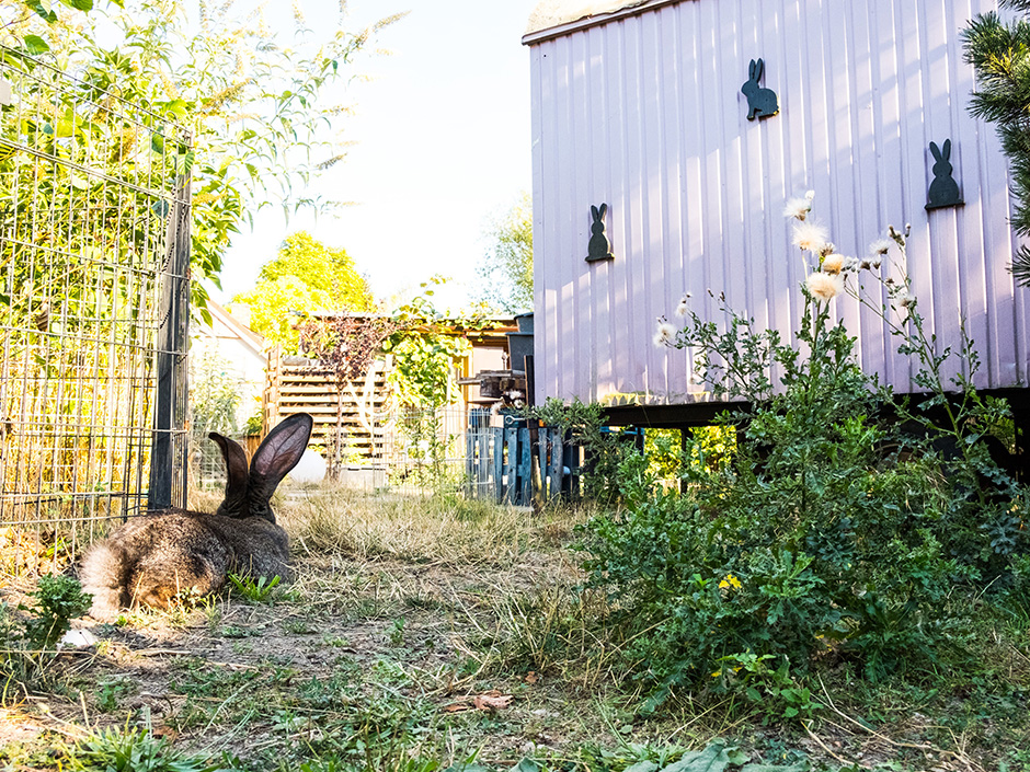 Gesicherter und großer Garten für Kaninchen. 
