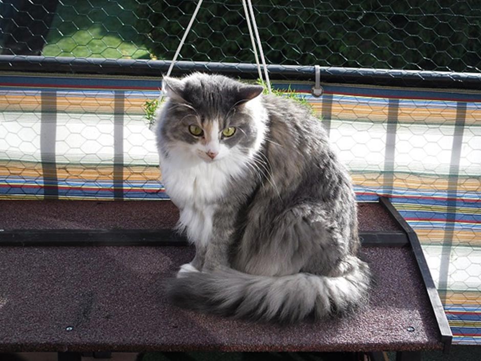 Graue Katze entspannt auf dem gesichertem Balkon. © Frank Schlösser