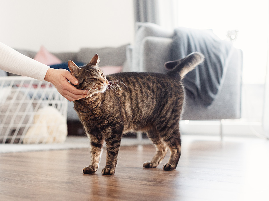 Eine Katze wird von einer Person in einem Wohnzimmer gestreichelt.