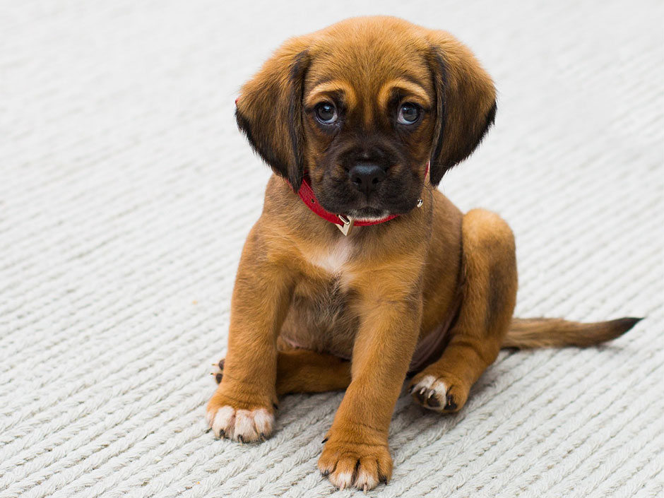 Kleiner brauner Hundewelpe. Pexels/Pixabay