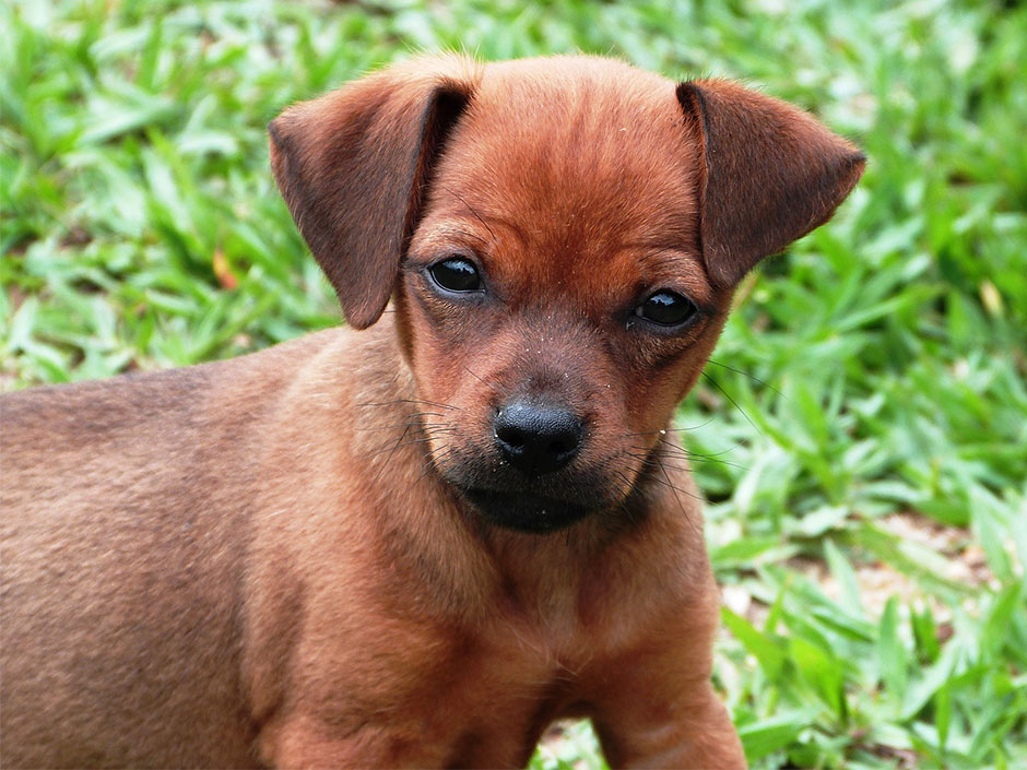 Ein brauner Hundewelpe. © Vilmarcoelho/Pixabay