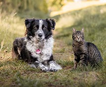 Hilfe für Tiere in Not



